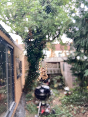 Garden spider in web in focus (roughly) with garden outbuildings & trees in background 