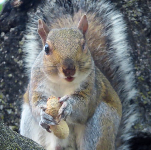 One-eyed squirrel with peanut 