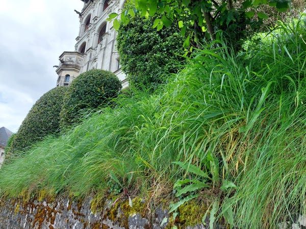 un bout de la façade  du château de Blois et  son décor végétalisé