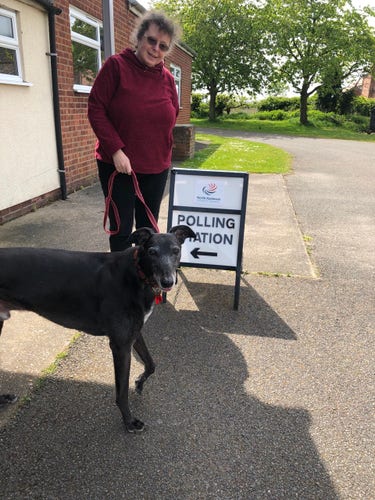 Ted the greyhound in front of a UK polling booth sign 