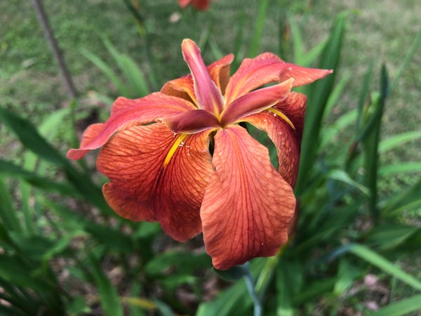Photo of a single blood-red flower with drooping petals, three with yellow streaks down the middle, against a verdant green backdrop