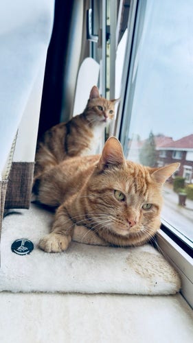 George (front) & Washy (back) in front of the window together 