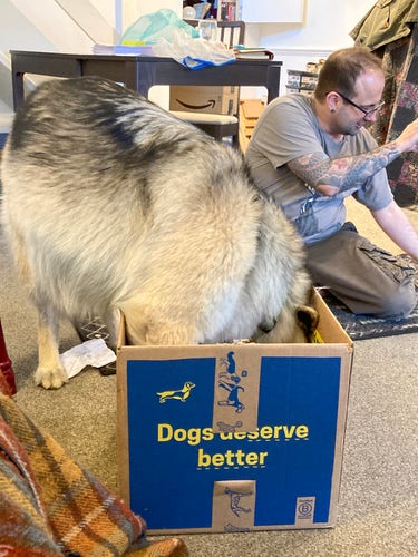 Inside daytime, natural light. A sable German shepherd has her front legs & head inside a box that says, Dogs Deserve Better. Behind her, a man with a sleeve tattoo sits on the floor, holding something up for another dog who isn't in the photo.