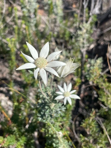 Close up photo of a Actinotus helianthi plant with 3 flowers visible, one of them closed. The leaves of the plant are a muted pale aqua-green, while the flowers are a soft creamy-white. All parts of the plant are very soft and fuzzy; hence the common name (“flannel flower”).