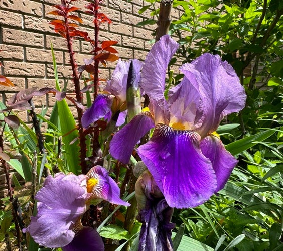 Purple iris flowers with green foliage against a brick wall background.