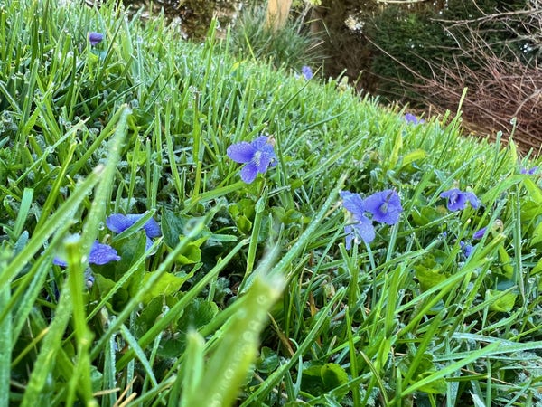 Close-up of a dewy garden with vibrant green blades of grass interspersed with small purple flowers. The background subtly blurs, highlighting the detailed textures of the foliage and blooms in the foreground.
