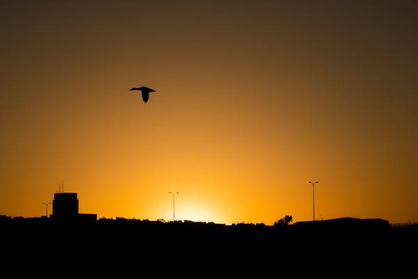 Sunset in the city. The sun and the horizon can be seen. In front of that, a small bird is passing by.