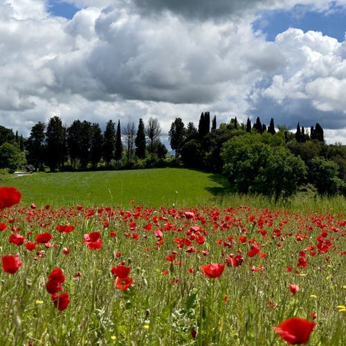 A field full of red poppies (those bagel toppings have to come from somewhere) stretches out under a dramatic Tuscan sky.