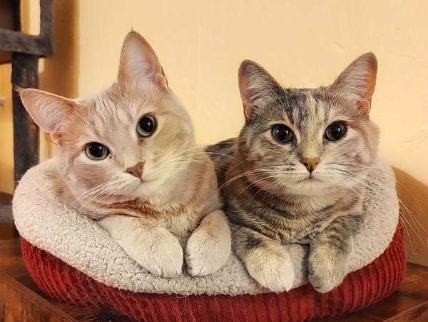 Photo of two cats in a cat bed. They're both facing the camera and have their front feet hanging over the edge of the bed. Both have big green eyes and quizzical expressions. The one on the left is a creamy orangey named Laddi. And the one on the right is her littermate and lifelong companion, a tabby-tortie named Elli.