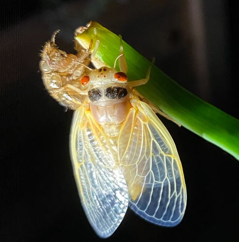 An emerging periodical cicada on an onion stem. It has left its shell, which is still visible in the background, and is gradually inflating its wings before taking flight. The cicada is still white, indicating its shell has not hardened yet.