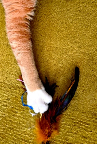 The tightly-cropped picture shows the right front arm of an orange and white tabby cat—stretched out as far as it can, on a olive-green rug—grabbing a brown and orange feather toy… and really going for it with claws out. (He loves playing with this toy.)
