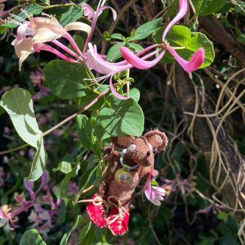 Photo of Silvius, the baby Latin mouse, in a tangle of honeysuckle. He has one trumpet-shaped flower in his paw, and he is sipping the sweet nectar.