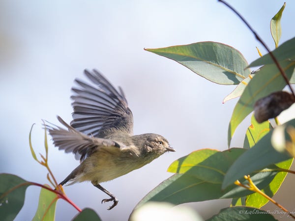 A small grey brown bird flying amongst some grey green eucalypt leaves