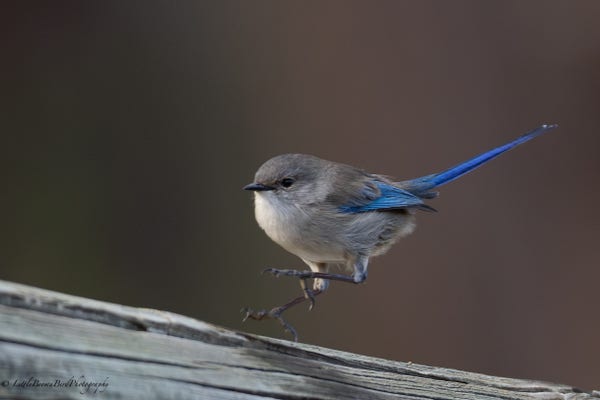 A partially coloured male splendid fairy wren hopping along a fence post.  He has blue wings and tail but is otherwise brown.