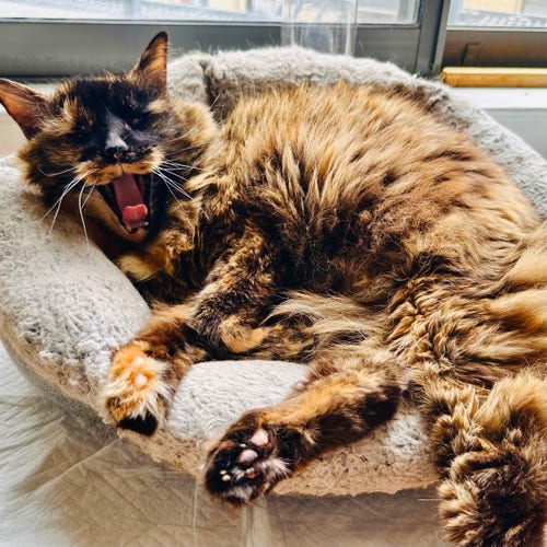A large tortie sitting in a donut bed looking very comfy and yawning widely 
