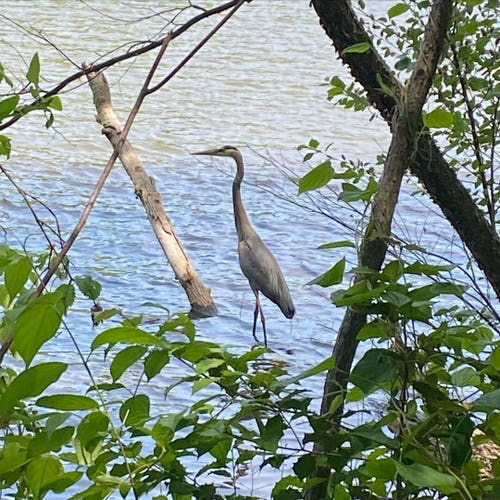 Center pic is side view of a great blue heron standing upright.  Background is a pond (heron's legs are in the water).  Pond water is showing mild ripples, bottom half colored blue and top half a gray-green.  There is a partial tree trunk (white-gray) sticking out of the water next to the heron.  Framing the heron in the foreground are green leaves on shrubs and vines, a couple of small tree trunks (brown) and some tree branches.