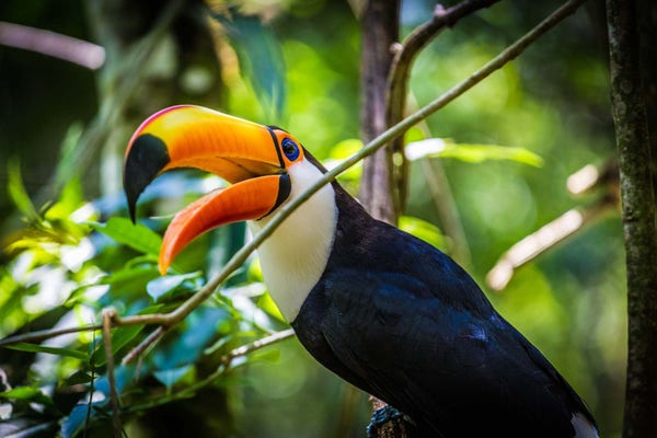 A toucan in the wild.

Added this graphic to see if it would render in the comment, or if the comment even posts.
