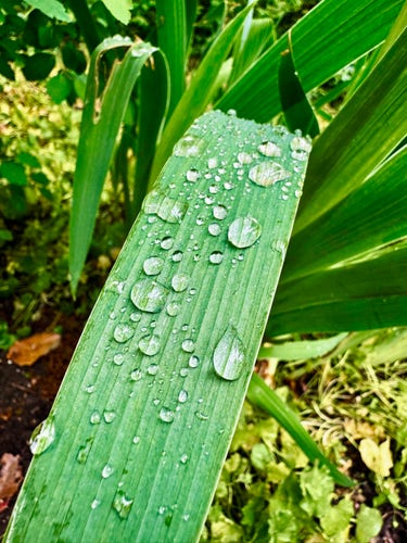 Image of a big green leaf with morning dew on it.
