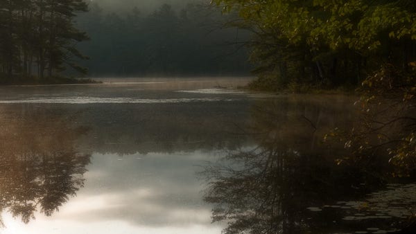 A mist-covered pond surrounded by trees with reflections visible on the water's surface. The low morning sun is beginning to burn through the prevailing fog at left, and is illuminating tree branches with leaves on them in the foreground on the right. In the mid-ground are two peninsulas of evergreen trees. A narrow passage in the pond proceeds into the background between these two peninsulas. The background is completed by a stand of evergreens on the opposite bank which are shrouded in light fog. The sky can only be seen by its reflection in the still water.