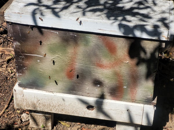 About 2 dozen bees examining an empty camo colored bee nuc box with white lid.