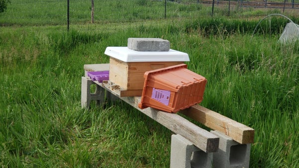 An empty nuc box and lid next to a single deep hive box in the garden, bees flying to and fro and resting on the front porch/landing pad.