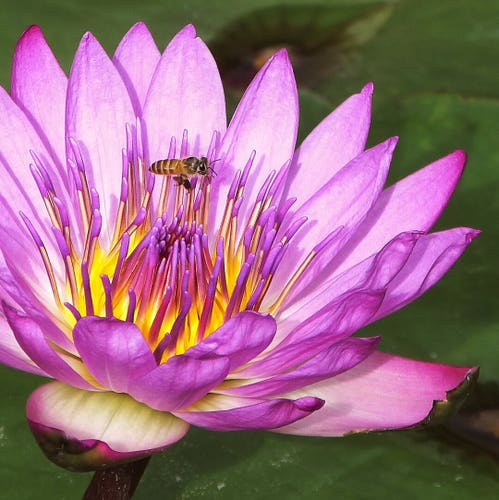 Purple/pink water lily. A bee flies over the centre of the flower.