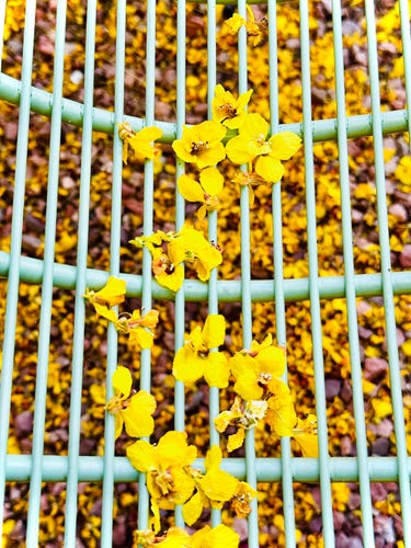 Bench outside a hospital is made of heavy metal bars that look like powder coated aqua wire shelving. The bright yellow flowers are trapped on the seat until they fall through to the ground. The ground is covered with dry golden flowers on small gravel. 