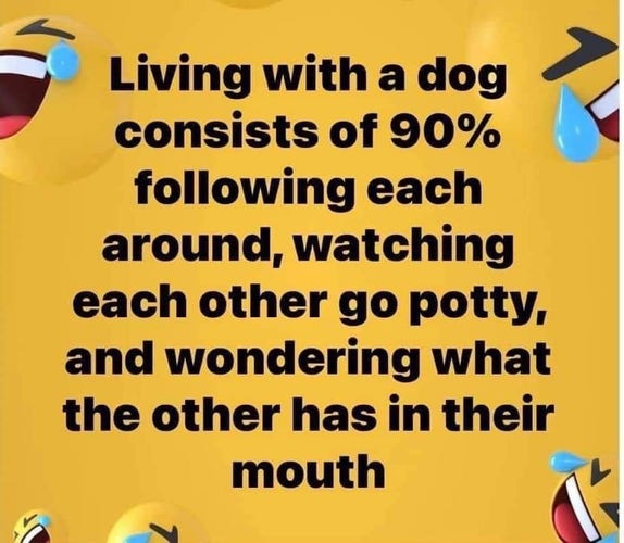 Text on a yellow background stating, "Living with a dog consists of 90% following each other around, watching each other go potty, and wondering what the other has in their mouth," flanked by laughing emojis with tears.