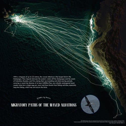 A visualisation of the migratory paths of the waved albatross in the Galapagos