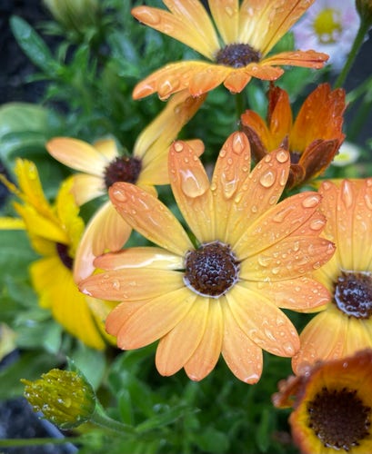 This is a photo of orange osteospermum flowers soaking in the rain.
The cold drizzle that has been falling since this morning is soaking the flowers and leaves in the garden.