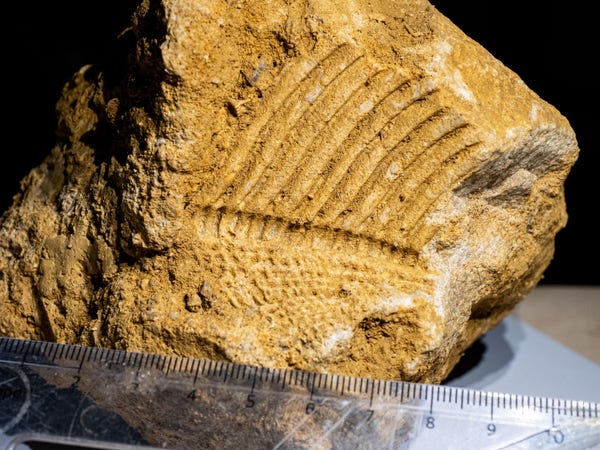 An imprint of the shell of a Trigonia fossil on a stone