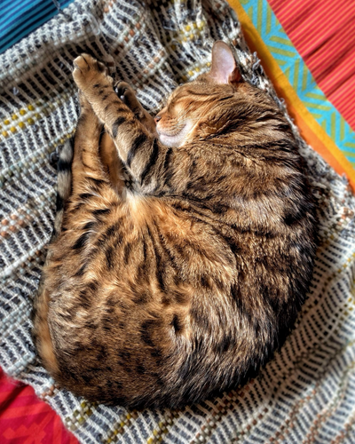 A peaceful photo of bengal cat Neko sleeping on the bed in a full shrimp position. The photo was taken looking down onto him so you can see his full body position and his most peaceful slumber