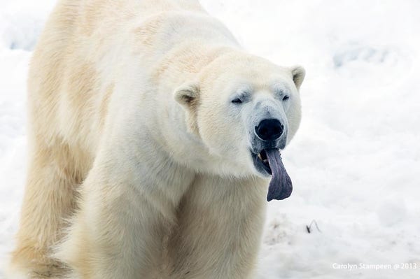 A polar bear is facing us, tongue lolling out, long and blue.  