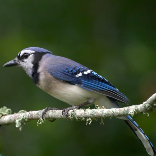 A Blue Jay is craning a bit to look at something off picture.  Photo by Peachfront