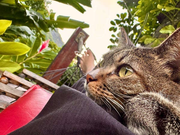 Tabby cat’s head and paws on a human leg with black trousers all on a wooden hammock with red cushions with a lush green background