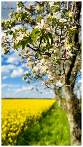 Apple tree branches with blossoms in the foreground and a blurred yellow rapeseed field under a blue sky with clouds in the background.