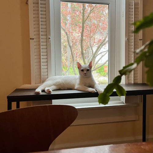 An elegant and beautiful white cat lays comfortable on a shelf in front of a window, looking at the camera. In the foreground is part of the back of a chair and some leaves from a Christmas tree plant.