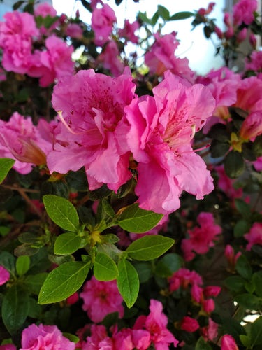 Beautiful pink rose azaleas, in the shade.