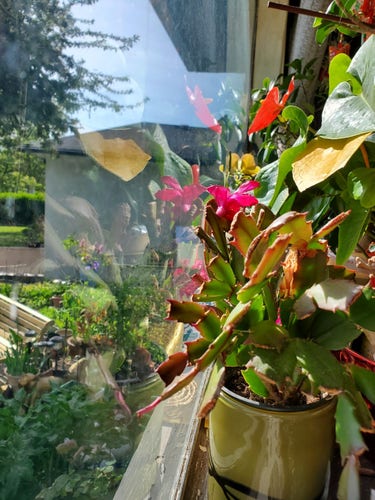 An assortment of flowering houseplants, lined on our front windowsill & reflected on windows. You can see part of our front yard gardens outside. It's a sunny day.