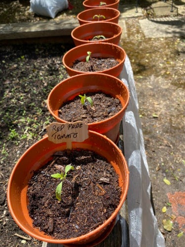 A row of terracotta pots with young tomato plants, labeled "Red Pride Tomato," on a garden ledge.