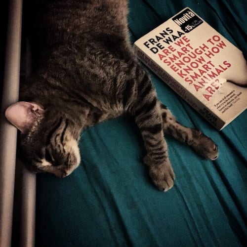 Nightly/dark picture of a tabby cat sleeping nearby  the paperback copy of Frans de Waal's book 'Are We Smart Enough to Know How Smart Animals Are?',  on top of a mattress with a dark green cover. 
