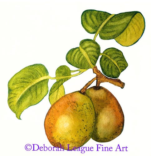 Bartlett Pear botanical watercolor painting. Two ripening pears hang on a leafed out branch in this square format image.