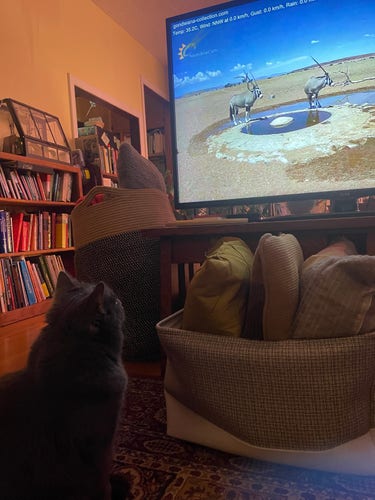 A cat watching two oryxes at a waterhole on a television screen, with a bookshelf in the background.