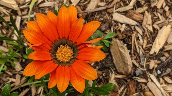 Close-up of an orange flower, with mulch in the background. Aspect ratio 16:9. Layout landscape.