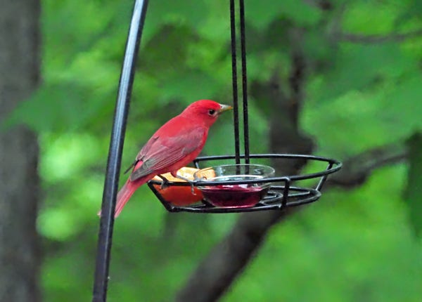 A pretty male summer tanager visits the jelly feeder only at sunset. He is a vivid coral red with some black on the wing,