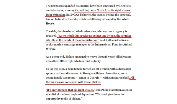 Text from article:
The proposed expanded boundaries have been embraced by scientists and advocates, who say it could help save North Atlantic right whales from extinction. But NOAA Fisheries, the agency behind the proposal, has yet to finalize the rule, which is still being reviewed by the White House.

The delay has frustrated whale advocates, who say more urgency is required. “As we watch this species go extinct one by one, the solution sits idle in the hands of the administration,” said Kathleen Collins, a senior marine campaign manager at the International Fund for Animal Welfare.

As a 1-year-old, Bishop managed to weave through vessel-filled waters unscathed. Other right whales aren’t as lucky.

So far this year, a dead female turned up off Virginia with a dislocated spine, a calf was discovered in Georgia with head lacerations, and a young female was found — again in Georgia — with a fractured skull. All the injuries are consistent with vessel strikes.

“It’s only humans that kill right whales,” said Philip Hamilton, a senior scientist at the New England Aquarium. “We don’t give them the opportunity to die of old age.”