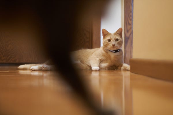 Photograph of a yellow/orange cat lying on a shiny hardwood floor, staring directly at the camera. In the foreground is a dark, blurry shadow of a cat's front leg.
