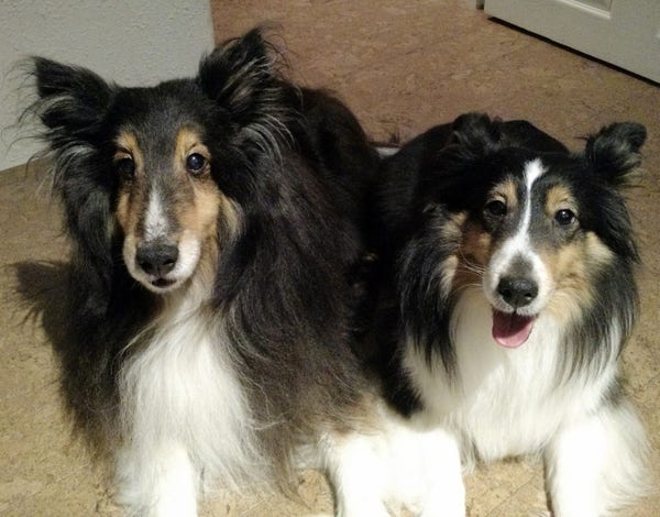 Two fluffy tricolor Shetland sheepdogs laying side-by-side, one with open mouth and pink tongue exposed