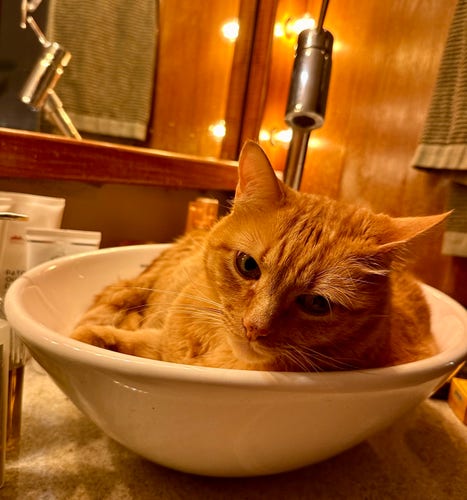 An golden cat in a white bowl-shaped bathroom sink looking like a movie star having a bath