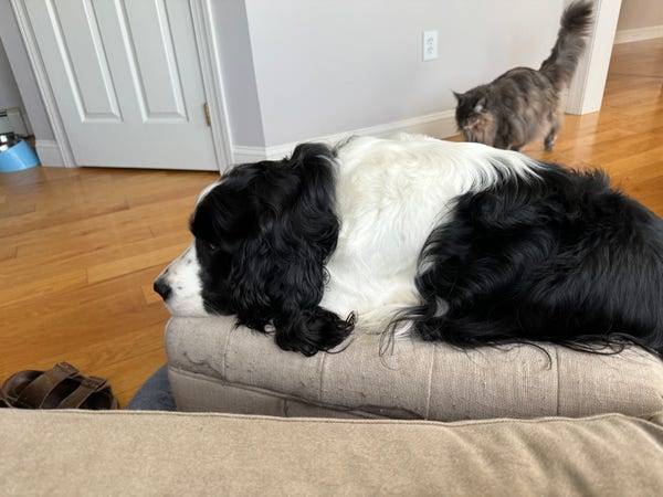 Sideview of a black-and-white dog laying across a hassock. Front appear to be hidden underneath and you can’t see his back end. You can see a cat walking across the floor.